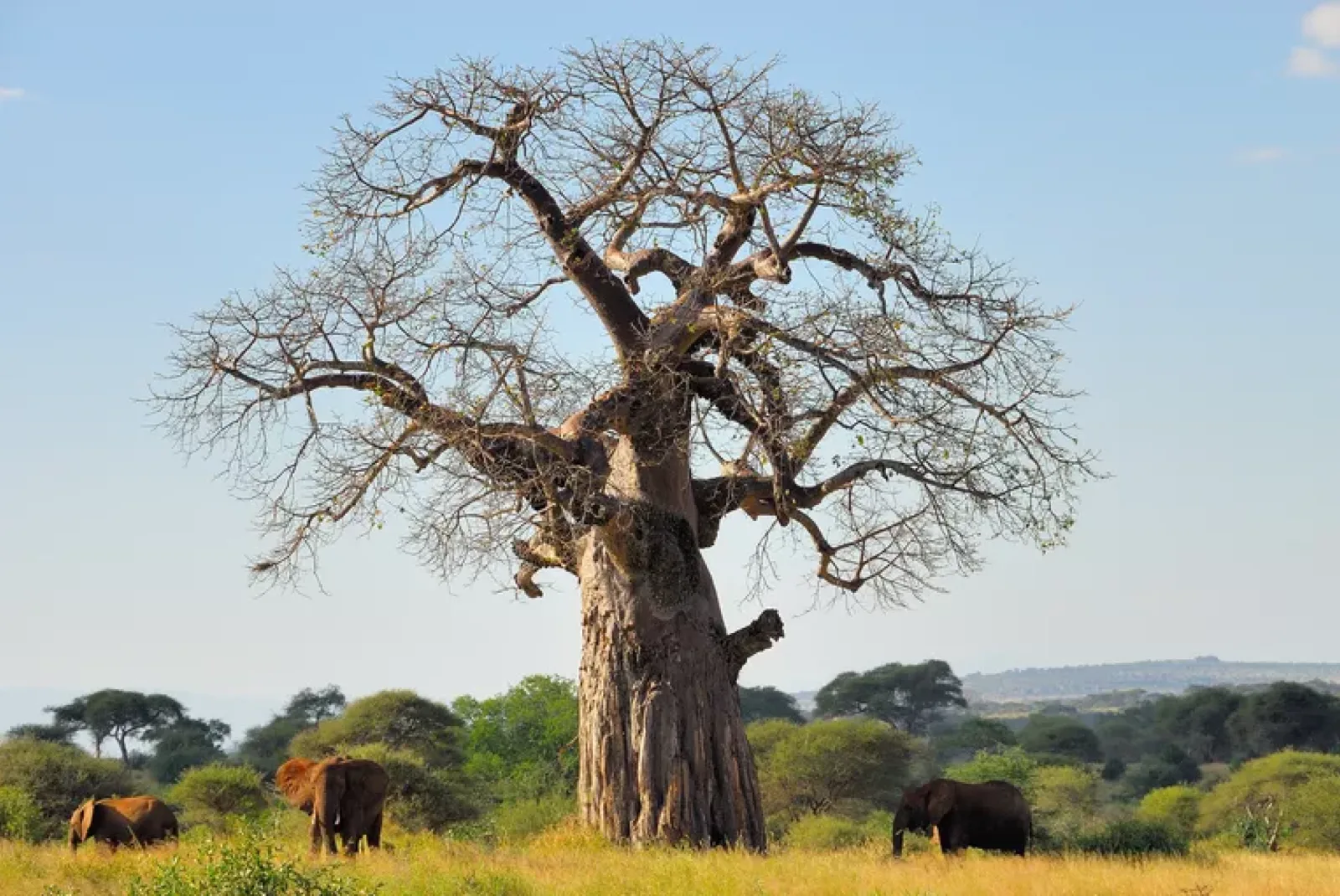 Baobab tree